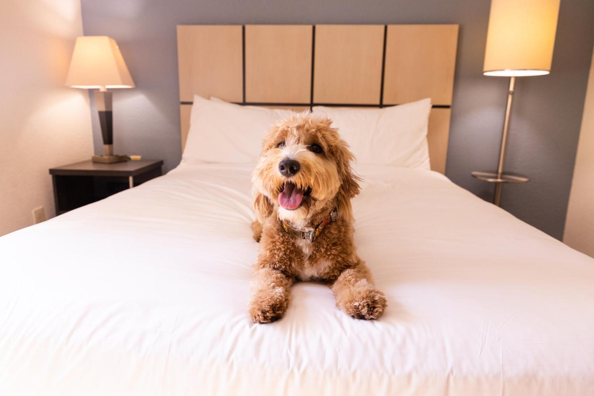 Sonesta Simply Suites Memphis East Poplar Pike Kültér fotó
